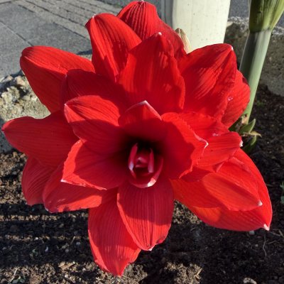 Hippeastrum Tika Dragon ®