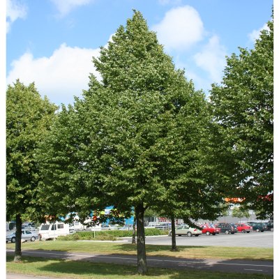 Tilia cordata Greenspire, Skogslind