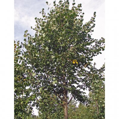 Tilia cordata Rancho, Skogslind, utr 150-200 co