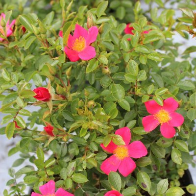 Tommelise ®, Marktäckarros, C4