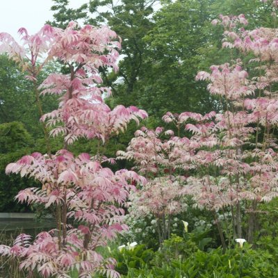 Toona sinensis Flamingo