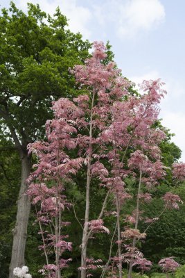 Toona sinensis Flamingo, Kinesisk Toon, utr 150-175 C