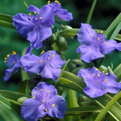 Tradescantia anders. Blue Stone, Tremastarblomma, SQ1