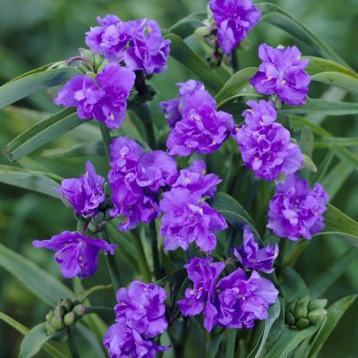 Tradescantia andersoniana Mac´s Double, Tremastarblomma, P9cm