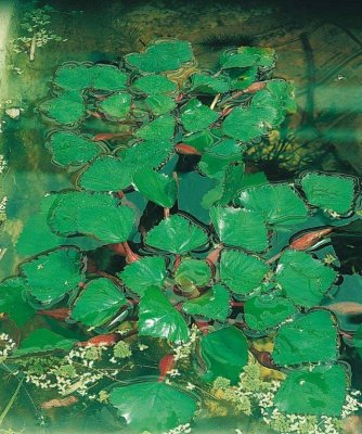 Trapa natans, Sjönöt, styck