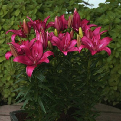 Asiatisk Lilja Trendy Dakota 3st