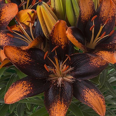 Lilium hybr. Trendy Las Palmas, Asiatisk Lilja, P11cm