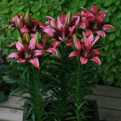 Asiatisk Lilja Trendy Santo Domingo 3st