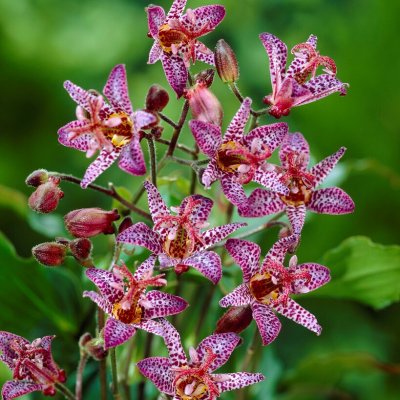 Tricyrtis formosana Dark Beauty, Taiwanskugglilja, Krukstorlek: 0,5-1L