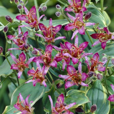 Tricyrtis formosana Gilt Edge, Skugglilja