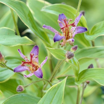 Tricyrtis formosana Samurai