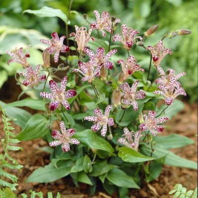Tricyrtis hirta Empress, Hårig Skugglilja