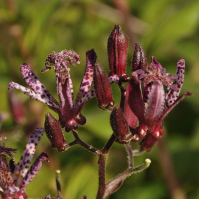 Tricyrtis hybr. Sinonome, Skugglilja, P9cm