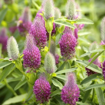 Trifolium rubens, Purpurklöver, SQ1