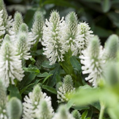 Trifolium rubens Frosty Feathers, Purpurklöver, SQ1