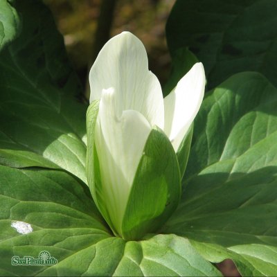 Trillium albidum, Vitt Jättetreblad, P11cm