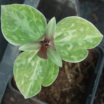 Trillium recurvatum, Prärietreblad, P9cm
