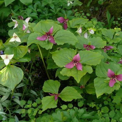 Trillium vaseyi hybrider, Stort Purpurtreblad, P9cm