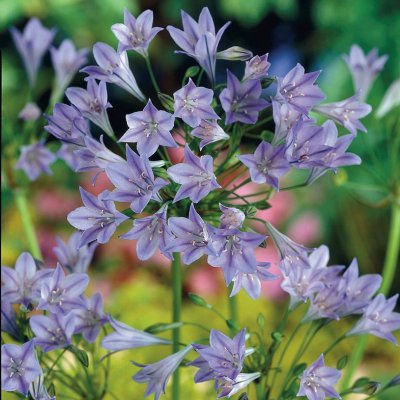 Bukettlilja Triteleia laxa Koningin Fabiola 20st