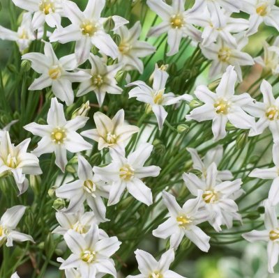 Bukettlilja Triteleia Silver Queen 3st
