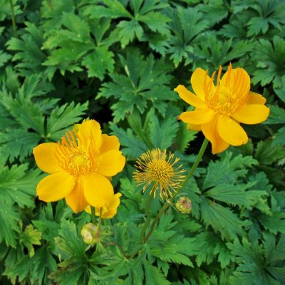 Trollius chinensis Golden Queen, Kinesisk Smörboll, P9cm
