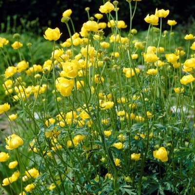Trollius europaeus, Smörboll, P9cm