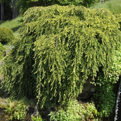 Tsuga canadensis Pendula, Hemlock