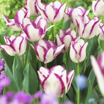 Tulpan Triumf Tulipa Affaire 7st