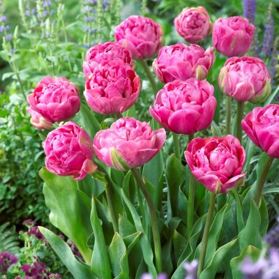 Tulpan Dubbel Tidig Tulipa Amazing Grace 7st
