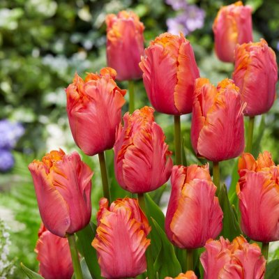 Tulpan Papegoj Tulipa Amazing Parrot 7st