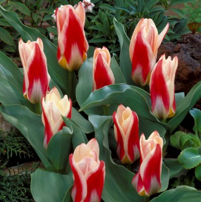 Näckrostulpan Tulipa kaufmania Ancilla 7st