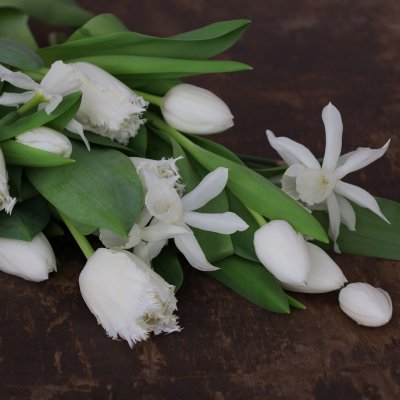 Tulpan & Narciss Mix White Garden 30st