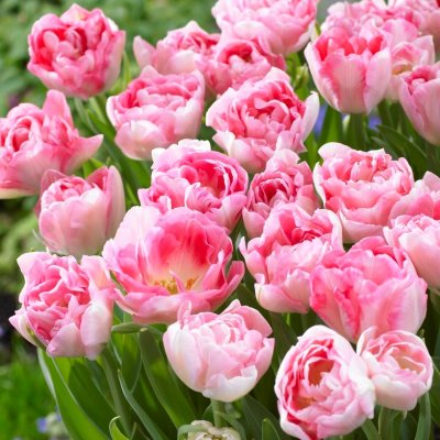 Tulpan Dubbel Sen Tulipa Angelique 15st