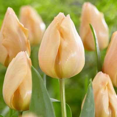 Tulpan Triumf Tulipa Apricot Beauty 7st
