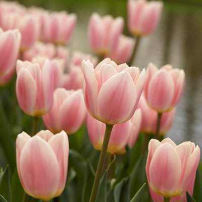 Tulpan Darwin Tulipa Apricot Delight 7st