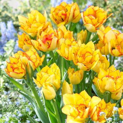 Tulpan Dubbel Tidig Tulipa Aquilla ® 7st