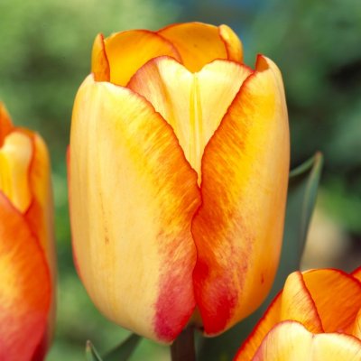 Tulpan Darwin Tulipa Beauty of Spring 10st