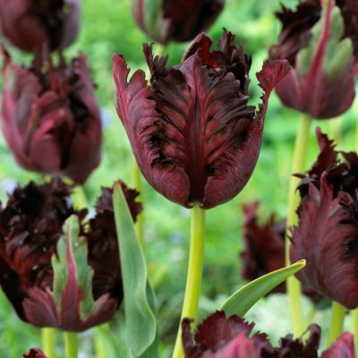 Tulpan Papegoj Tulipa Black Parrot 7st