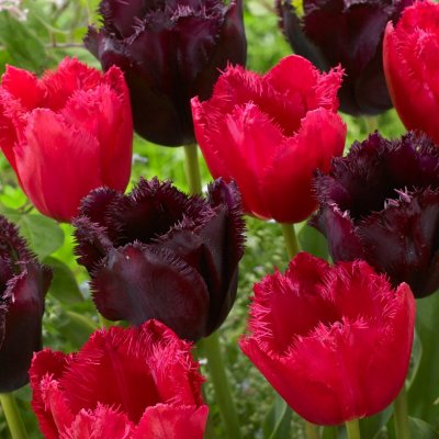 Tulpan Fransig Tulipa Moneymaker Mix 10st