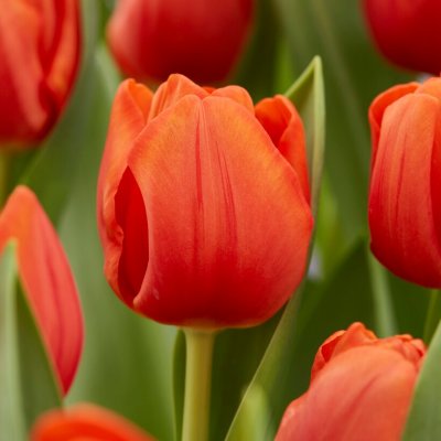 Tulpan Triumf Tulipa Cadans 10st