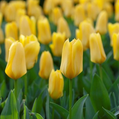 Kejsartulpan Tulipa fosteriana Candela 10st