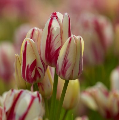 Tulpan Enkel Sen Candy Club 7st