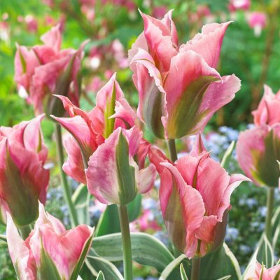 Grönbandad Tulpan Tulipa viridiflora China Town 7st