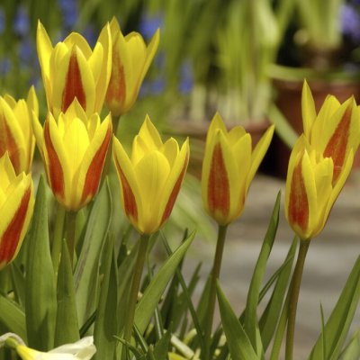 Tulpan Tulipa clusiana Cynthia 10st