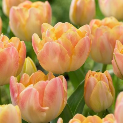 Tulpan Dubbel Sen Creme Upstar 7st