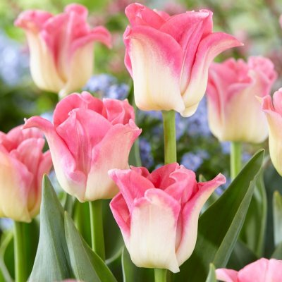 Tulpan Triumf Tulipa Crown of Dynasty 7st