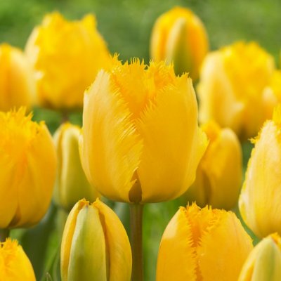 Tulpan Fransig Tulipa Crystal Star 10st