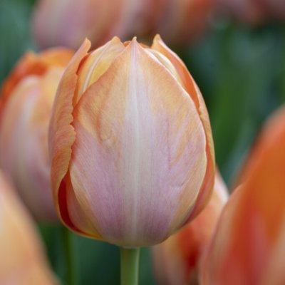 Tulipa darwin Apricot van Eijk