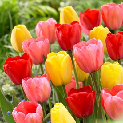 Tulpan Darwin Tulipa Mix 10st
