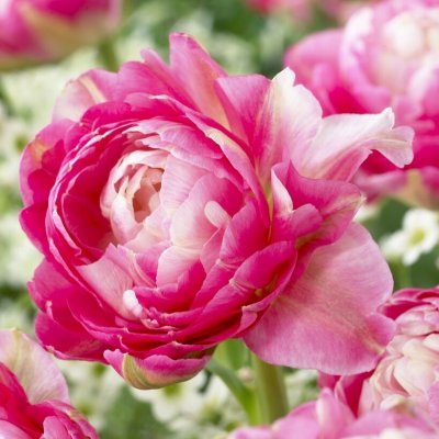 Tulpan Dubbel Sen Tulipa Double Sugar 5st